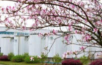 龍城四月天，最美在司能